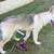 Rehoming German Shepherd Puppy 9 thumbnail
