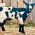 Nigerian Dwarf Goats, 4 bucks 1 doe, together or individual 4 thumbnail