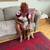 Your Trusted Pet Sitter for Busy Professionals! 7 thumbnail