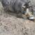 Pot belly/ mini pigs 5 thumbnail