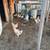 Roosters Ducks Available 3 thumbnail