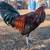 Gamefowl rooster 2 thumbnail