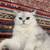 Sweet 8 weeks old scottish kitten looking for a loving home 5 thumbnail