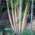 Golden Cane Palms /// DYPSIS lutescens --- various sizes 6 thumbnail