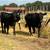 Replacement Heifers 9 thumbnail