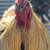 Chicken Coop and Chickens 4 thumbnail
