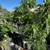 Avocado Trees 🥑🥑🥑 1 thumbnail