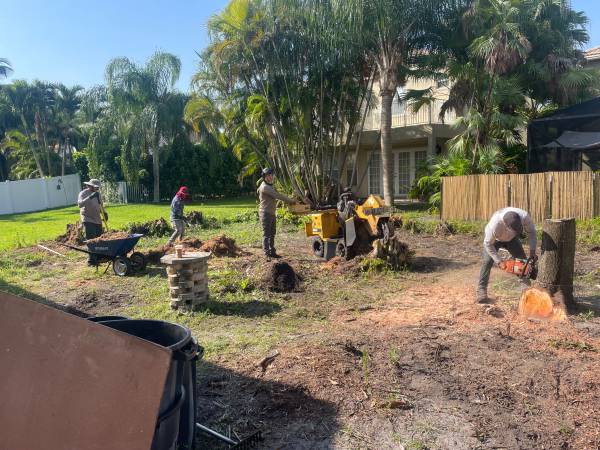 TREE REMOVAL, TRIMMING, STUMP GRINDING, BOBCAT SERVICE 1