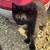 Free kitten rehoming 2 thumbnail