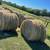 19 4X5 mixed grass cow hay 2 thumbnail