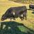 9 Registered Black Angus Bulls (18 Months) 8 thumbnail