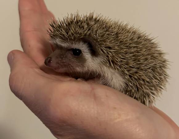 Pet 1