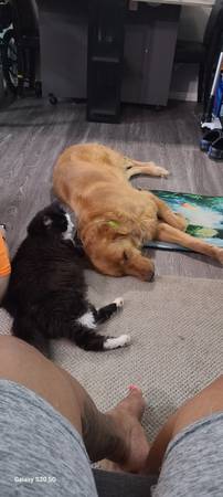 Golden retriever (Essex)64051581821185121