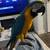 Blue and Gold Macaw 2 thumbnail