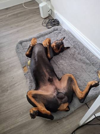 Need help watching my Doberman Achilles (Ft Lauderdale)63769647120643120