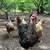 Chickens 4 thumbnail