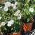 $20 Each Iceberg White Rose Live Plants Fragrant Rose Bush Shrubs 5 thumbnail