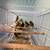 Young canaries 6 thumbnail