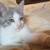 Female kitten 2 thumbnail