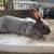 Rabbits for Sale 2 thumbnail