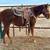 3yo Sorrel Quarter Pony gelding 2 thumbnail