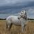 Sabino Mare 2 thumbnail
