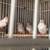 Finches 3 thumbnail