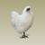 Downsizing Our Flock — ~10 Healthy Roosters 1 thumbnail