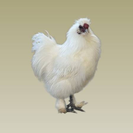 Downsizing Our Flock — ~10 Healthy Roosters 1