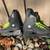 Roller Blades-Mens/Boys Size 8 2 thumbnail
