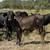 Brangus Replacement Heifers 7 thumbnail