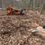 SL landscaping & Tree service 15 thumbnail