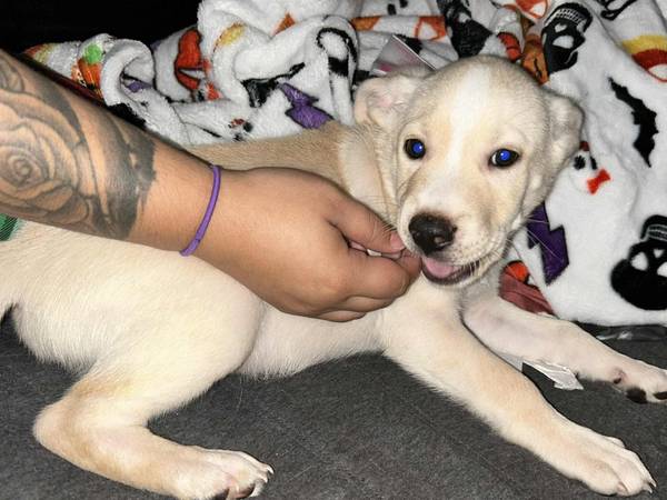 10‑Week‑Old Shepherd Puppy — Healthy, Friendly, Ready Now63870037211137120