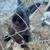 Two neutered male bunnies 4 thumbnail