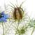 Love In A  Mist Flower Seeds 4 thumbnail