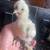 Egg layers PULLETS and chicks 10 thumbnail