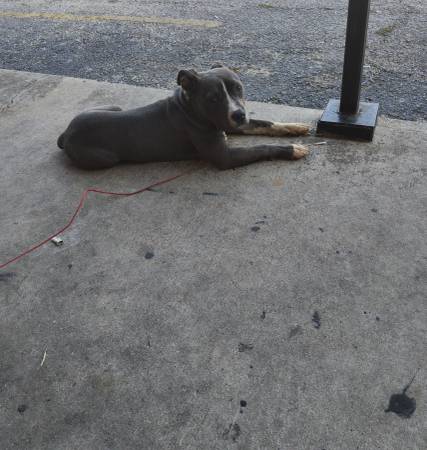 5 Month Pit/Bully Mix (Killeen)63839344889987121