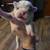 Frenglish Bulldog puppies 3 thumbnail