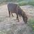 Mini horses and goats 2 thumbnail