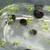 Ramshorn snails 1 thumbnail