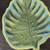 Ceramic Leaf Platter 1 thumbnail