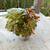 Potted succulent 1 thumbnail