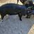 Idaho Pasture Pig Young Boar $200/obo 3 thumbnail