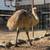 Blond Emu 2 thumbnail
