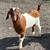 Boer bucks 6 thumbnail