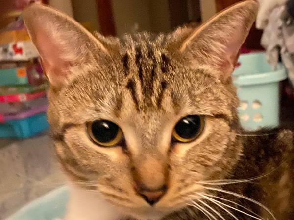 Kitty necesita un nuevo hogar para siempre. (Gilford)63843456259075120
