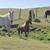 yrlg grade paint colt / horse 4 thumbnail