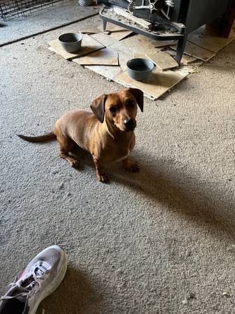 Dogs in need of rehoming (Mountain City)63697180773123123