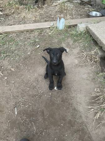 Cachorro de 3 meses