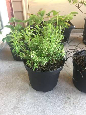 Plant Lot 2 Gallon Black Mondo / Strawberry / Pineapple Lilly ETC - $10063471374106753123